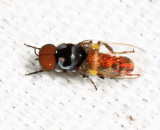 Simulium sp.