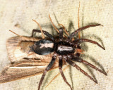 Eastern Parson Spider with prey - Herpyllus ecclesiasticus
