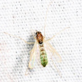 Endochironomus nigricans (female)