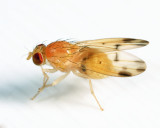 Homoneura incerta