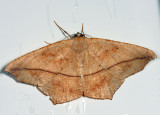 6982 - Large Maple Spanworm - Prochoerodes lineola