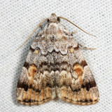 8322 - American Idia - Idia americalis