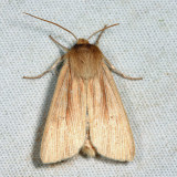 10456 - Adjutant Wainscot - Leucania adjuta