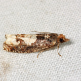 3280  Birch Epinotia Moth  Epinotia trigonella