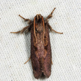0367 - Grass Tubeworm Moth - Acrolophus morus
