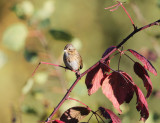 Lincolns Sparrow - Melospiza lincolnii