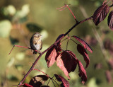 Lincolns Sparrow - Melospiza lincolnii