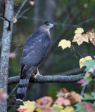 Cooper's Hawk - Accipiter cooperii