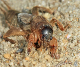 Northern Mole Cricket - Neocurtilla hexadactyla