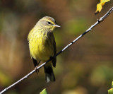 Palm Warbler - Setophaga palmarum