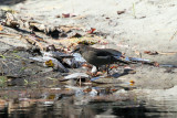 Rusty Blackbird - Euphagus carolinus