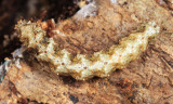 8499.9 - Fungus Moth caterpillar - Metalectra sp.