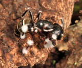 Beauveria sp? (on a parasitized ant)
