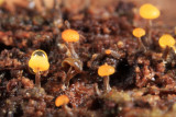 slime mold