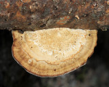 Gloeophyllum sepiarium - Brown Stain Polypore