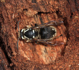 hibernating Bald-faced Hornet - Dolichovespula maculata