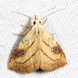 8404 - Spotted Grass Moth - Rivula propinqualis