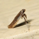 Caloptilia sp.