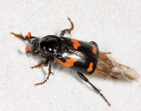 Nicrophorus sayi