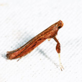 Caloptilia sp.