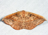 6974 - Juniper-twig Geometer - Patalene olyzonaria