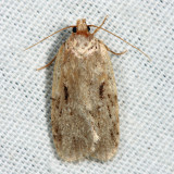 Agonopterix sp.