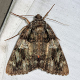 8801  Ilia Underwing Moth  Catocala ilia