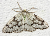 6906 - False Hemlock Looper - Nepytia canosaria