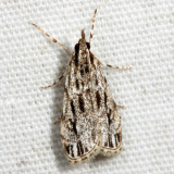 4738  Striped Eudonia Moth  Eudonia strigalis