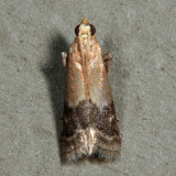 5999  Broad-banded Eulogia Moth  Eulogia ochrifrontella