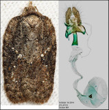 3539 - Lesser Maple Leafroller - Acleris chalybeana (female)