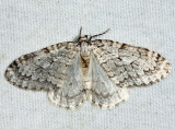  7433  Autumnal Moth  Epirrita autumnata