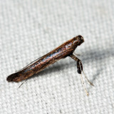 Caloptilia undescribed-rhus feeder*