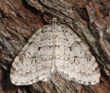 7433  Autumnal Moth  Epirrita autumnata