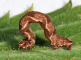 7132 - Common Tan Wave - Pleuroprucha insulsaria