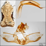 3517 – Common Acleris - Acleris subnivana (male)