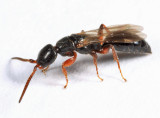 Epyris rufipes