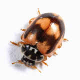 Painted Lady Beetle - Mulsantina picta