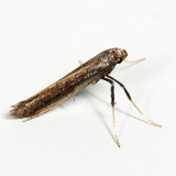 0608 - Caloptilia hypericella?