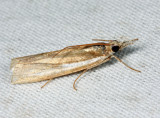 5355  Common Grass-veneer Moth  Crambus praefectellus
