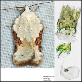 3517 – Common Acleris - Acleris subnivana (female)