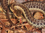Common Garter Snake - Thamnophis sirtalis