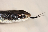 Northern Black Racer - Coluber constrictor constrictor