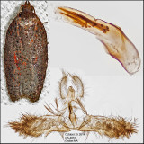 3527 - Acleris viburnana (male)