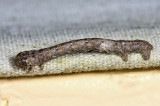 6656 - Pine Measuringworm - Hypagyrtis piniata