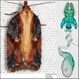  3536 -  Robinsons Acleris - Acleris robinsoniana (female)