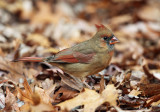 Northern Cardinal - Cardinalis cardinalis (female)