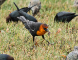 Yellow-headed Blackbird - Xanthocephalus xanthocephalus