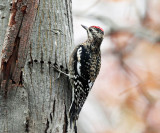 Yellow-bellied Sapsucker - Sphyrapicus varius
