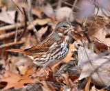 Fox Sparrow - Passerella iliaca